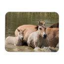 Search for maree magnets Colt