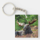 Search for moose key rings Wildlife