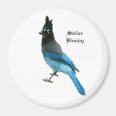 Search for blue jay magnets Animal