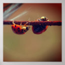 Search for balancer photography Wildlife