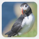 Search for atlantic puffin stickers Beak