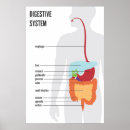 Search for digestive posters Human