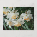 Search for paperwhite cards Narcissus