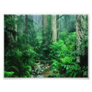 Search for rainforest posters Natural