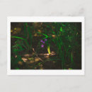 Search for fern postcards Flowers