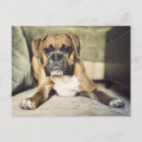 Search for boxer postcards Puppy