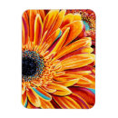 Search for burst magnets Floral