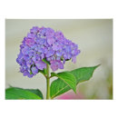 Search for hydrangea photo posters Nature