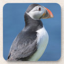 Search for breeding barware Bird