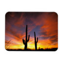 Search for sonoran magnets Sunset