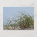 Search for beach grass postcards Sand