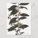 Search for sprig postcards Plant