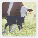 Search for calf stickers Animal