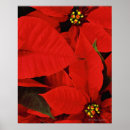 Search for poinsettias posters Flower