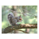 Search for squirrel picture art Animal