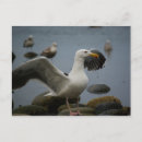 Search for tide pool postcards Ocean