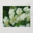 Search for soft rose postcards White