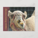 Search for camels postcards Funny