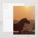 Search for horse silhouette postcards Bob langrish