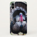 Search for wild turkey cases Thanksgiving