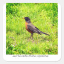 Search for american robin stickers Turdus migratorius