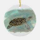 Search for hawksbill Sea