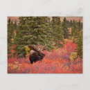 Search for birch postcards Alaska