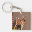 Search for white tail key rings Nature