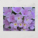 Search for lantana postcards Floral