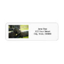 Search for ram photography Animals