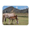 Search for maree magnets Farm