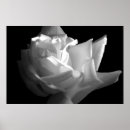 Search for black white rose photography art Elegant
