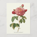 Search for vintage botanical print postcards Flowers