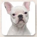 Search for 5 coasters Dog