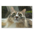 Search for norwegian forest cat postcards Cute