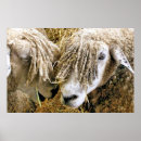 Search for cotswolds posters Cotswold sheep