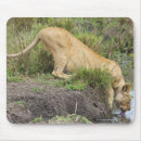 Search for maras electronics Wildlife