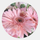 Search for pink gerbera stickers Nature