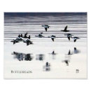 Search for bufflehead Ducks