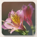 Search for flower meaning Lily
