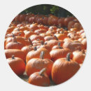 Search for pumpkin patch stickers Orange