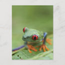 Search for tree frog postcards Full length