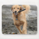 Search for dog with stick electronics Animal