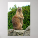 Search for prairie posters Mammals