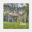 Search for mule magnets Wildlife