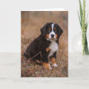 Search for bernese mountain dog cards Puppy