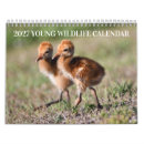 Search for calf calendars Nature