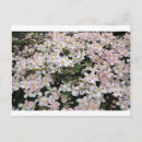 Search for clematis postcards Flowers