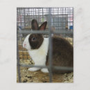 Search for cage postcards Pets