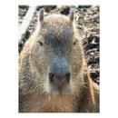 Search for rodents art Animal